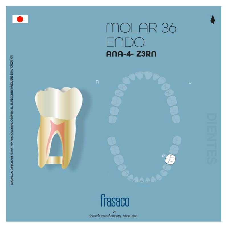 DIENTE MOLAR 36 ANA-4 Z3RN FRASACO