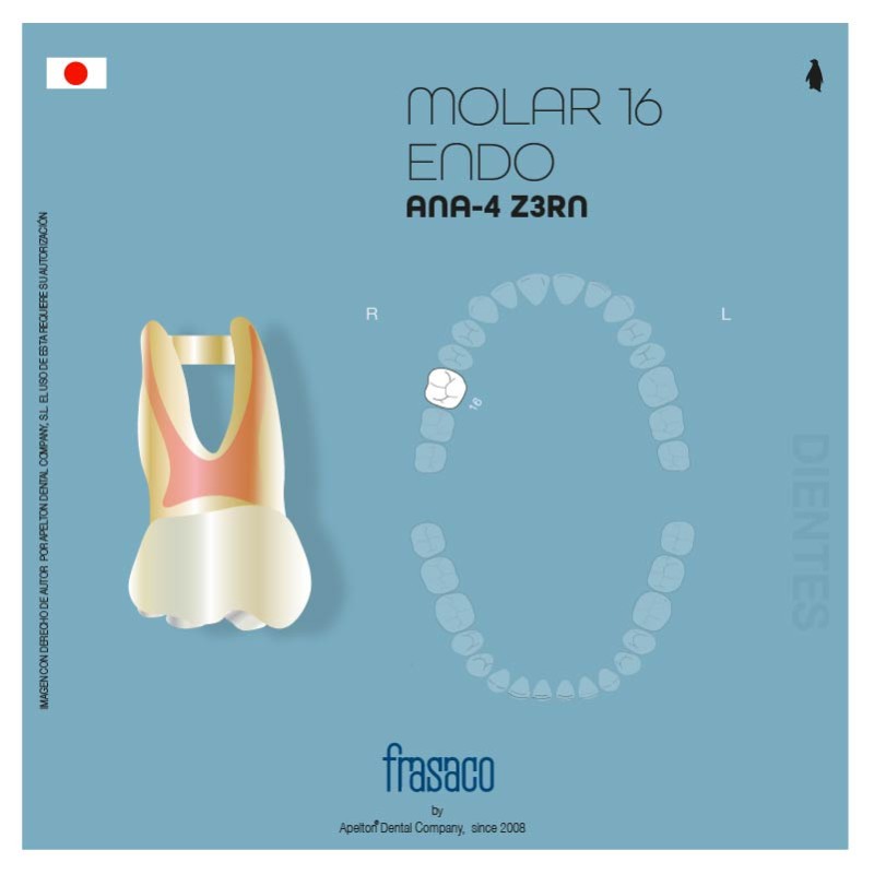MOLAR 16 TOOTH ANA-4 Z3RN ENDO FRASACO
