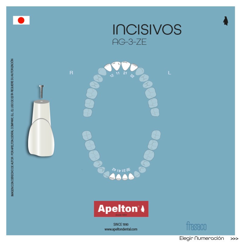 Upper and lower incisor teeth AG-3 adult.