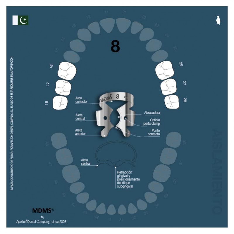Clamp 8 MDMS molares superiores