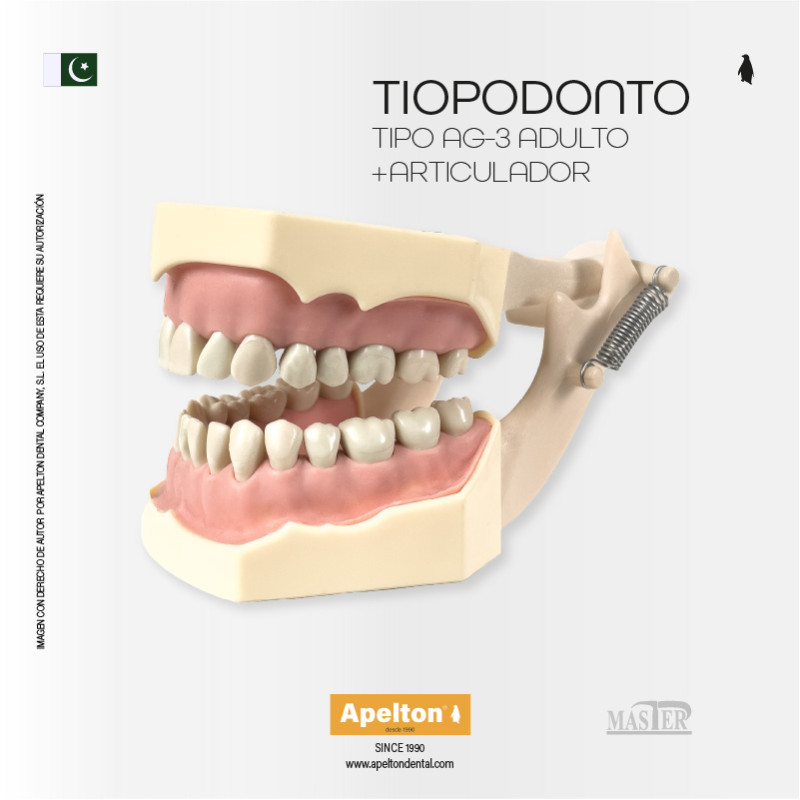 TIPODONTO TIPO AG-3 ARTICULADO MASTER