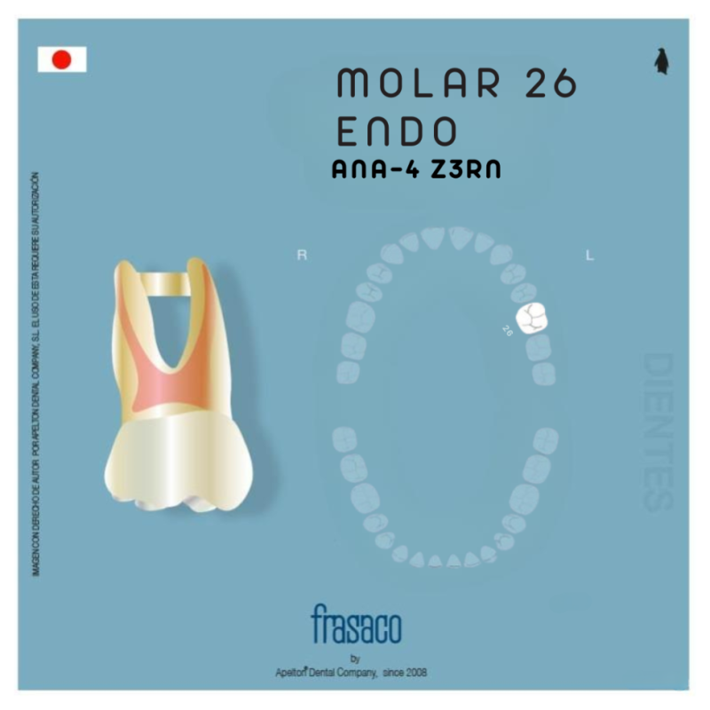 MOLAR TOOTH 26 ANA-4 Z3RN FRASCO