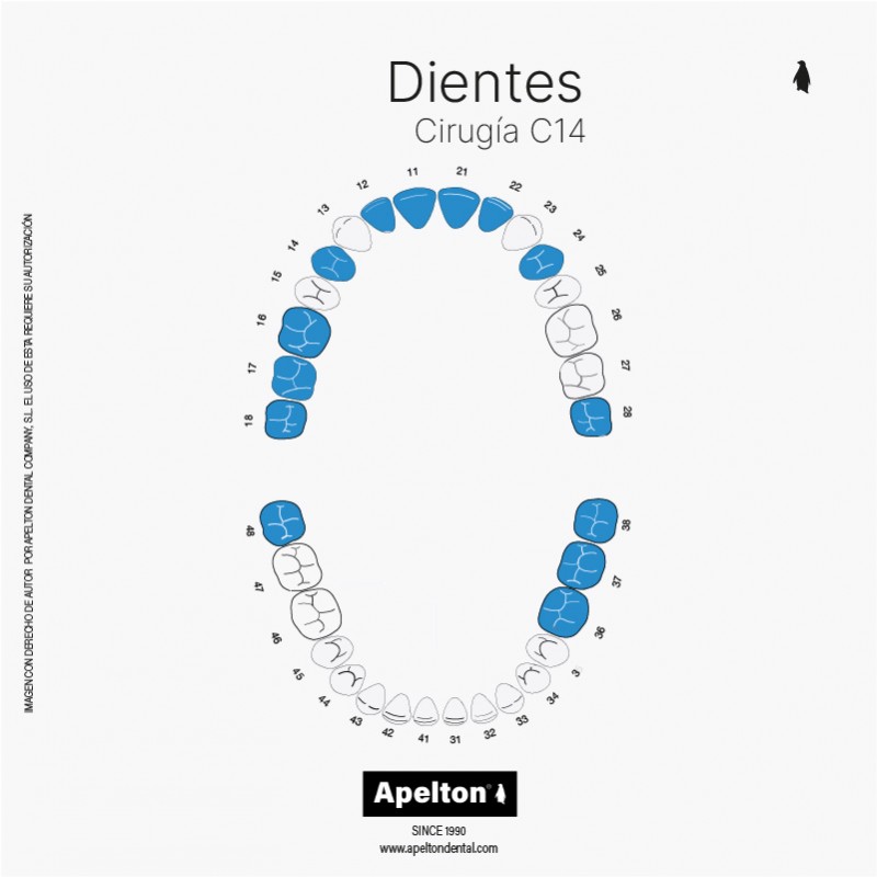 Dientes con raíces para prática de cirugía estudiantes.
