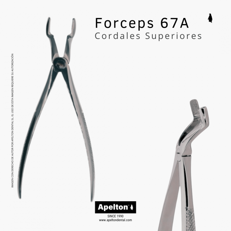 FORCEPS 67A UPPER CORDALS MASTER SURGICAL