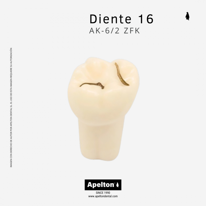 Diente AK-6/2 ZFK odontopediatría Universidad de valencia Frasaco