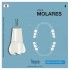AG-3-ZE MOLAR TEETH FRASACO