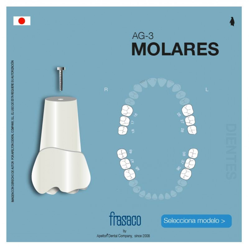 Dientes molares superiores e inferiores AG-3 adulto