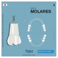 DIENTES MOLARES AG-3-ZE FRASACO