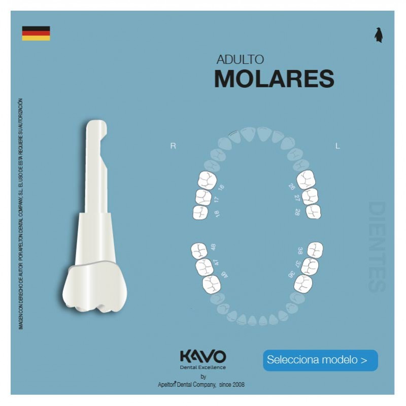 MOLAR TEETH KAVO