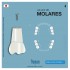 DIENTES MOLARES AK-6/2 ZE FRASACO